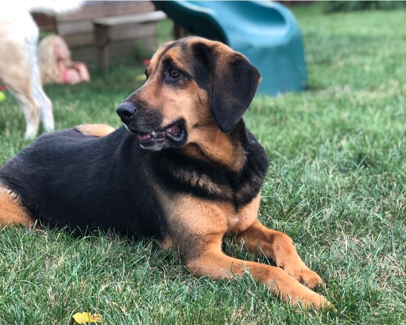 Family dog Zoey laying in the grass