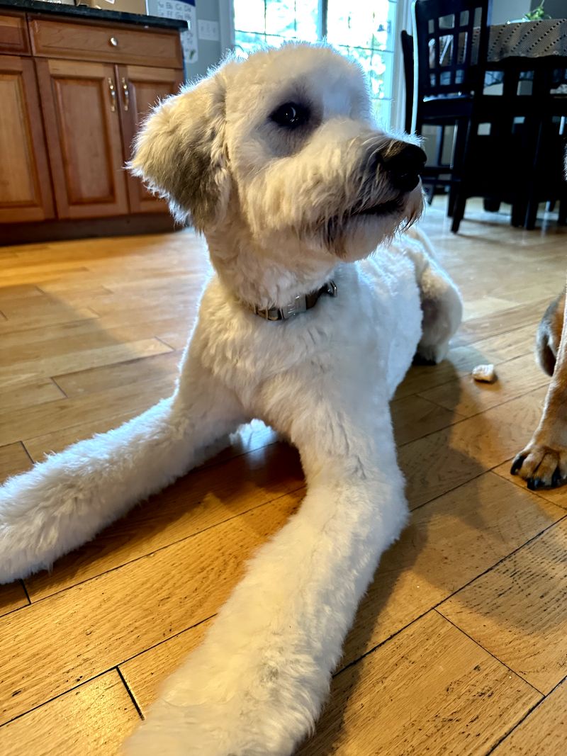 Family dog Charlie with new haircut