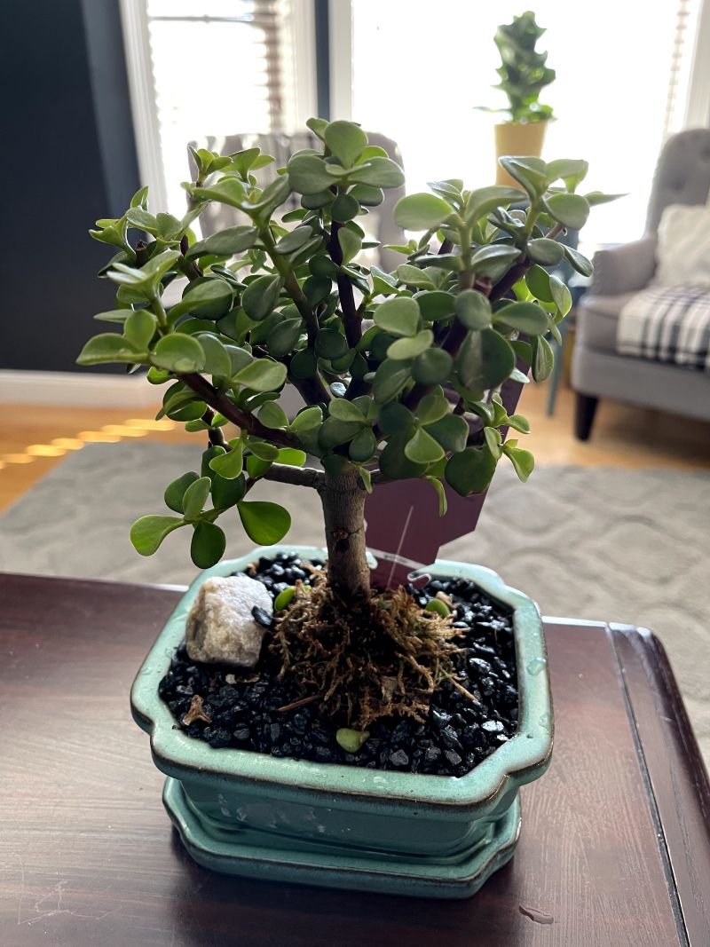 Office mini bonsai tree