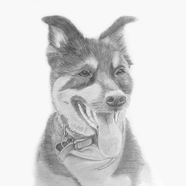 Pencil drawing in memory of Harley a family dog complete